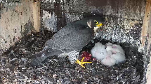 Snap_2024.04.10_19h32m31s_009_