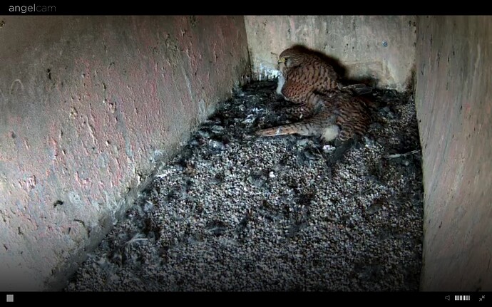 Screenshot_20240616-092248_Chrome