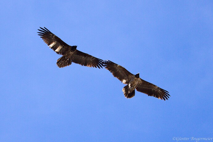 IMG_7967_DxO