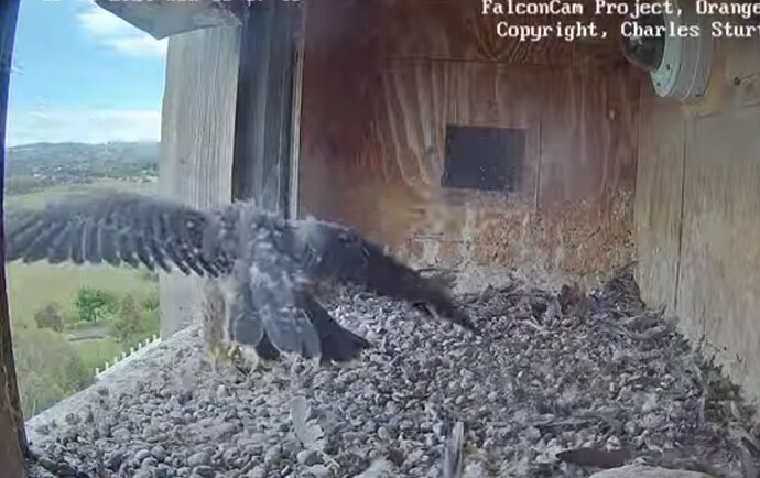 Screenshot_20241113_061803_Chrome