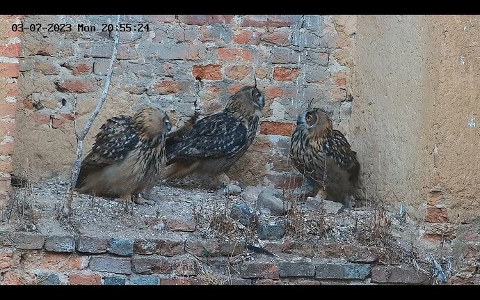 Screenshot_20230703-205543_Chrome