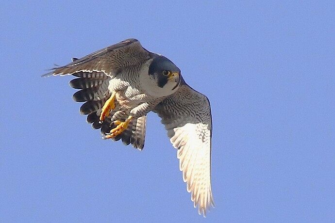 Falco Ausflug 2a