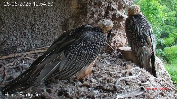 Screenshot_20250526_125554_Chrome