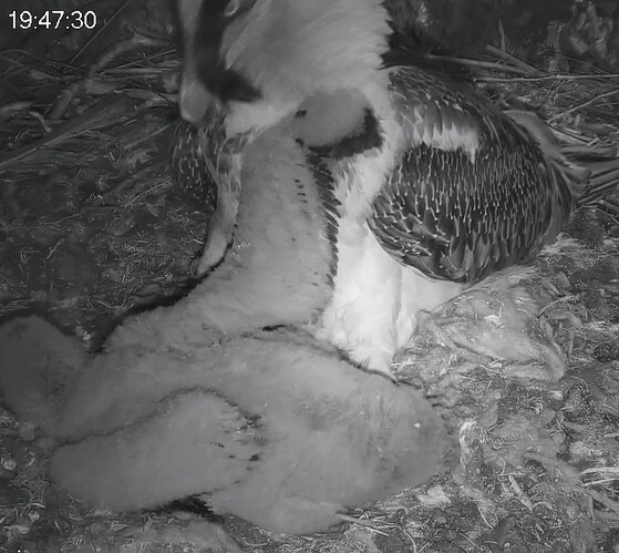 Screenshot_2024-04-03-19-47-43-852_com.android.chrome