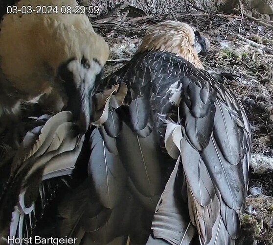 Screenshot_2024-03-03-08-30-15-871_com.android.chrome