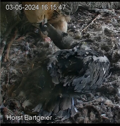 Screenshot_20240503_161645_Chrome