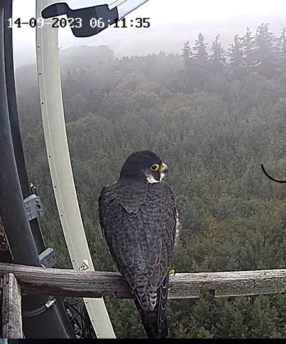 Capture+_2023-09-14-07-11-09(1)