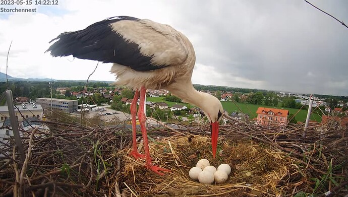 2023-05-15 14_22_55-LIVE Storchennest Freilassing - YouTube und 2 weitere Seiten - Persönlich – Micr