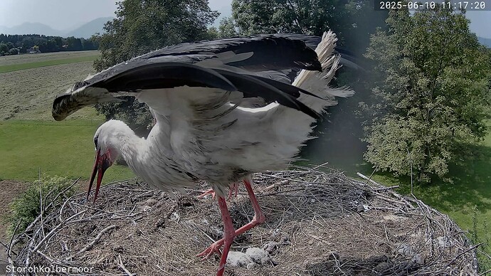 A_2025-06-10_11-17-20