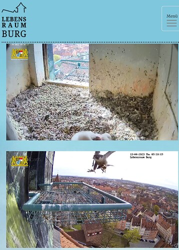 Screenshot_20230413_091041_Samsung Internet