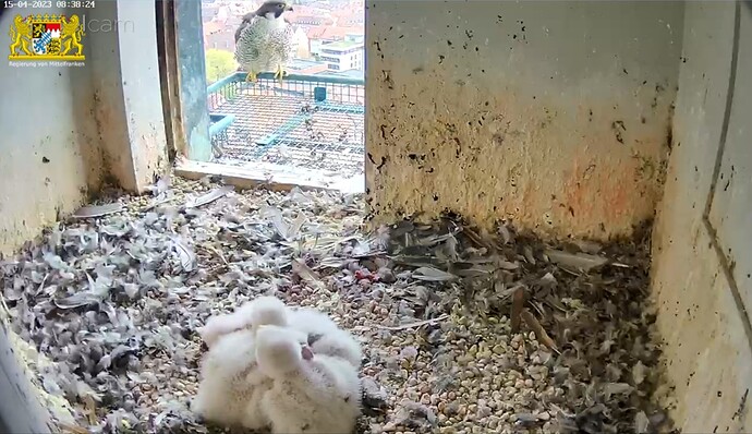 Screenshot_20230415-083848_Samsung Internet