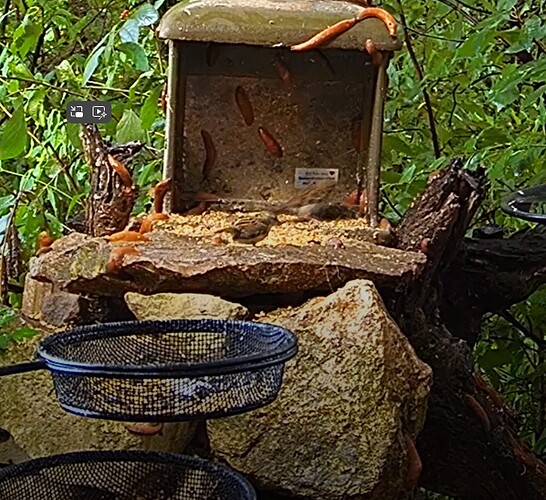 Schneckenzufluchtsort mit Spatzen 1 13.07.24