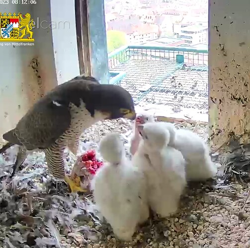 Screenshot_20230417-081226~2