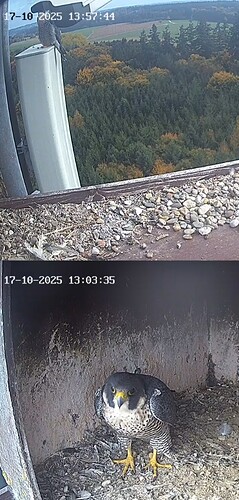 Screenshot_20251017_135752_Chrome