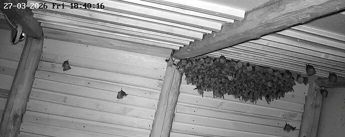 2026-03-27_3 Cluster vor der Jagd