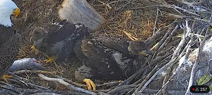 Screenshot_20240201_224351_YouTube