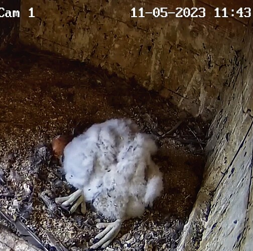 Screenshot_20230511-114411-01