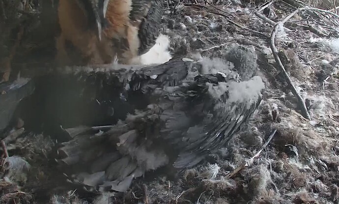 Flügel strecken 28.04.24