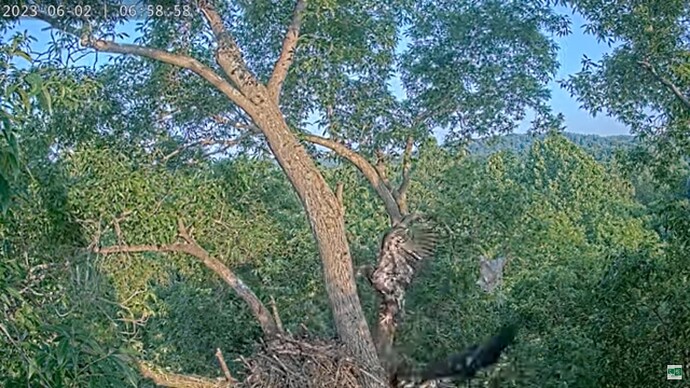 DuVI_230602_DG5_Nest_breakdown