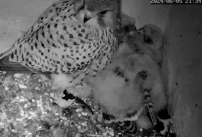 Screenshot_2024-06-05-21-34-39-054_com.android.chrome