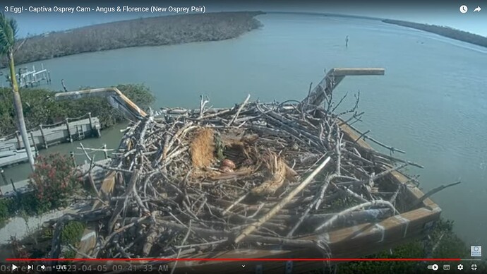 osca_230405_3eggs