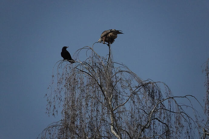 DSC00905_1