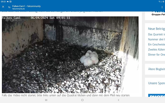 Screenshot_20240406-090132_Chrome