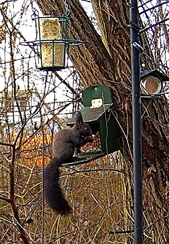 Dunkles Eichkätzchen