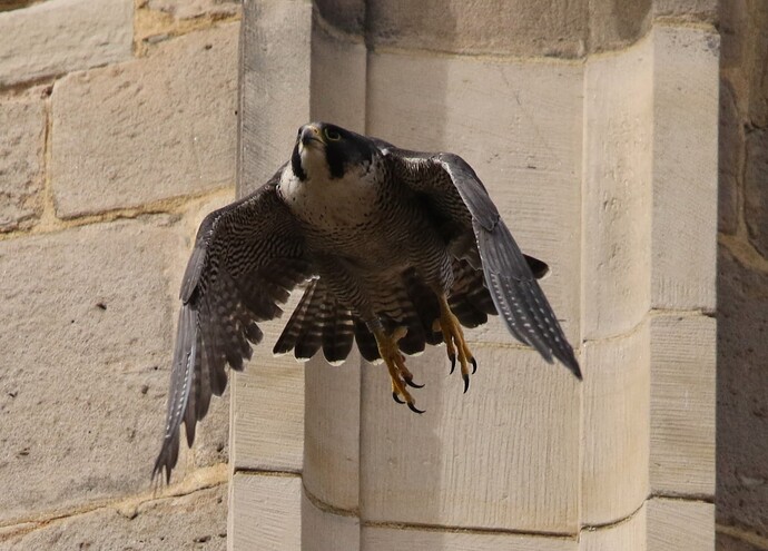 Wanda Osterflug 3