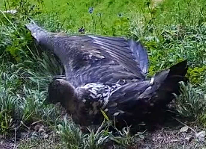 Screenshot_2025-06-14-16-38-54-821_com.android.chrome