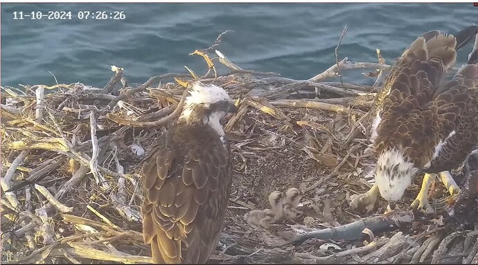 Screenshot 2024-10-11 001124