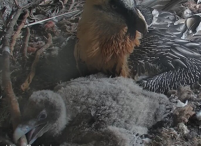 Riesenstöckchen 03.04.24