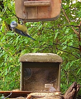 Blaue und HRSD 27.05.25