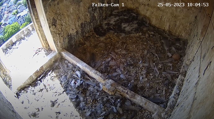 Snap_2023.05.25_10h05m18s_019_