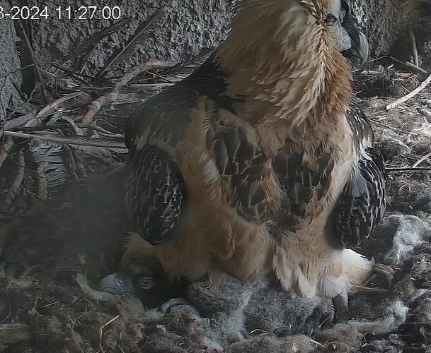 Augen fallen zu 21.03.24