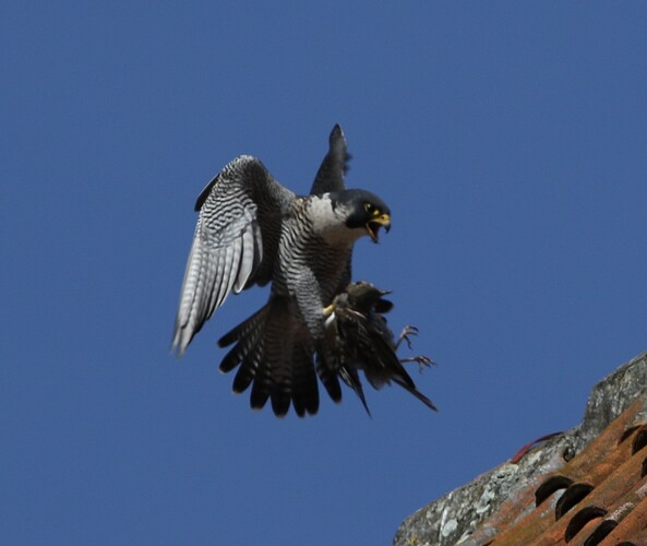 Falco Anflug mit Beute 2