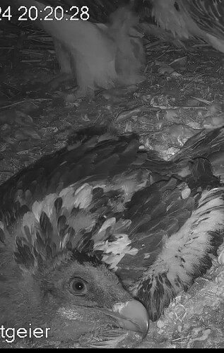 Screenshot_2024-05-03-20-21-27-055_com.android.chrome