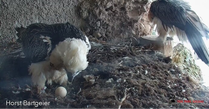 Hans übernimmt das Ei 11.01.26