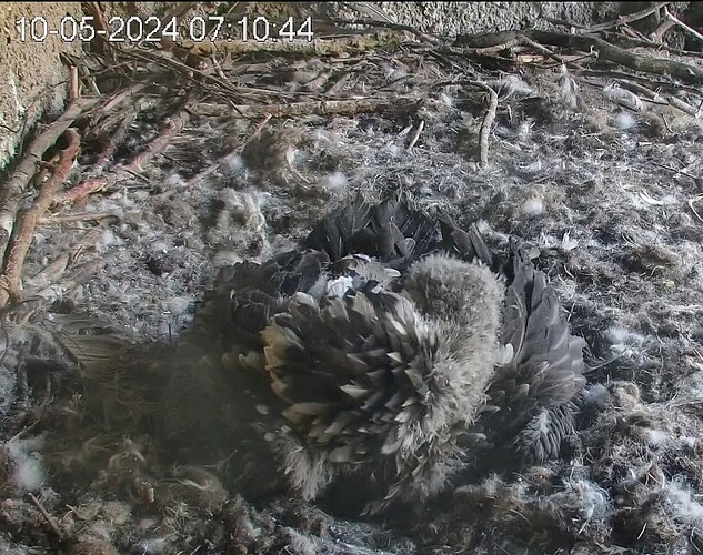 Screenshot_2024-05-10-07-11-48-150_com_1715318297271.android.chrome