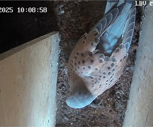 Screenshot_20250401-101118_Chrome