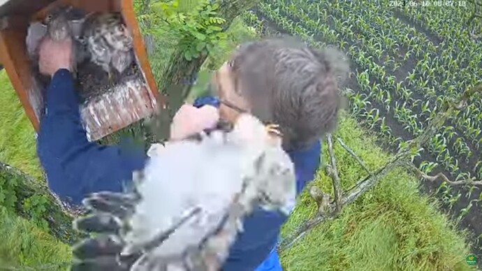 tfhu_230610_fledging
