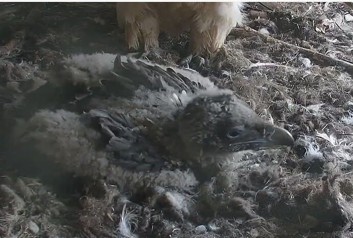 Flauschiges Riesenbaby 20.04.24