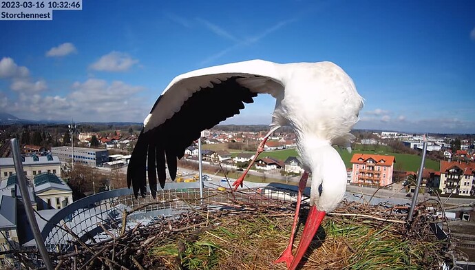 2023-03-16 10_33_23-LIVE Storchennest Freilassing - YouTube und 4 weitere Seiten - Persönlich – Micr