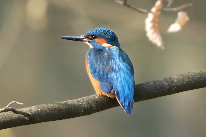 Eisvogel 4a