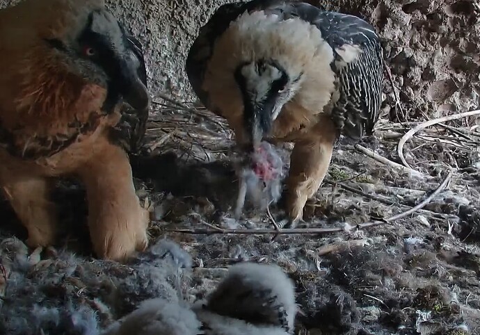 Hans bringt Abendessen 06.04.25