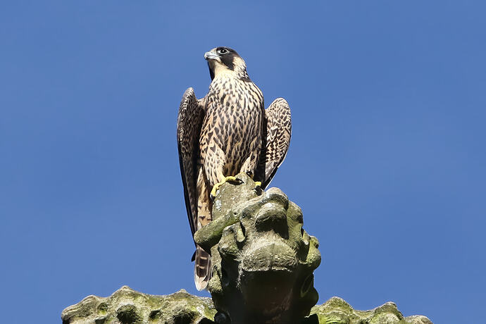 Jungfalke morgens 10a