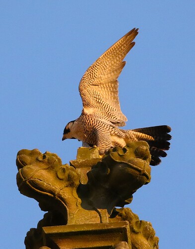 Wanda in der Abendsonne 3