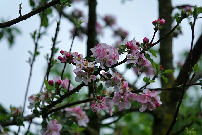 DSC04057_1