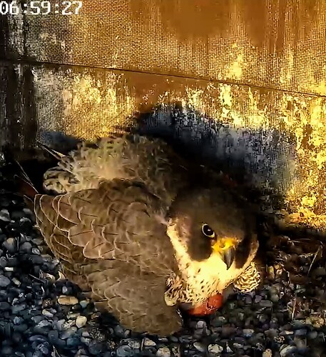 Screenshot_2024-04-05-06-59-44-070_com.android.chrome