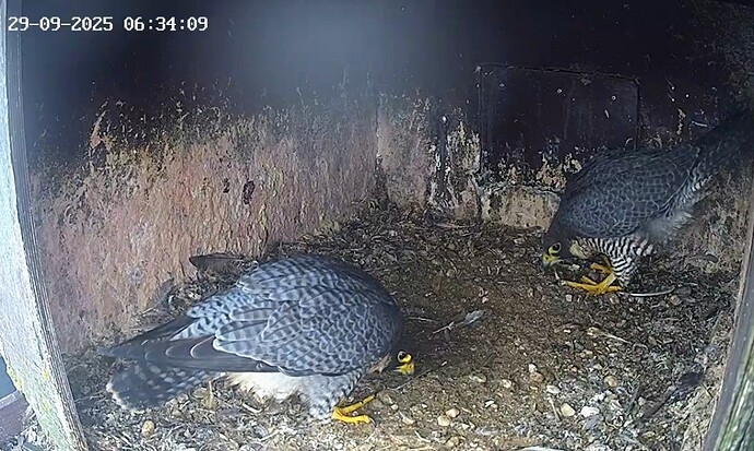 Screenshot_2025-09-29-07-28-32-457_com.android.chrome~2